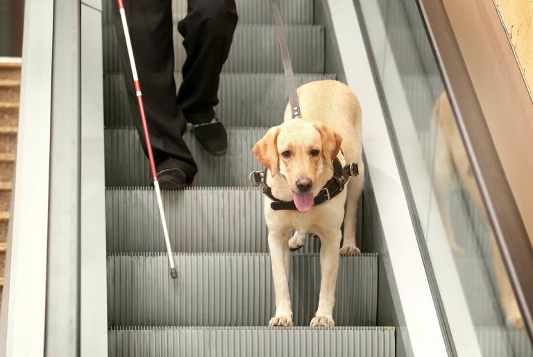 Service Animals & Airlines: New Guidance Issued by DOT