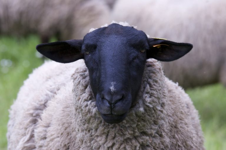 Black Sheep Estate Planning and Myths
